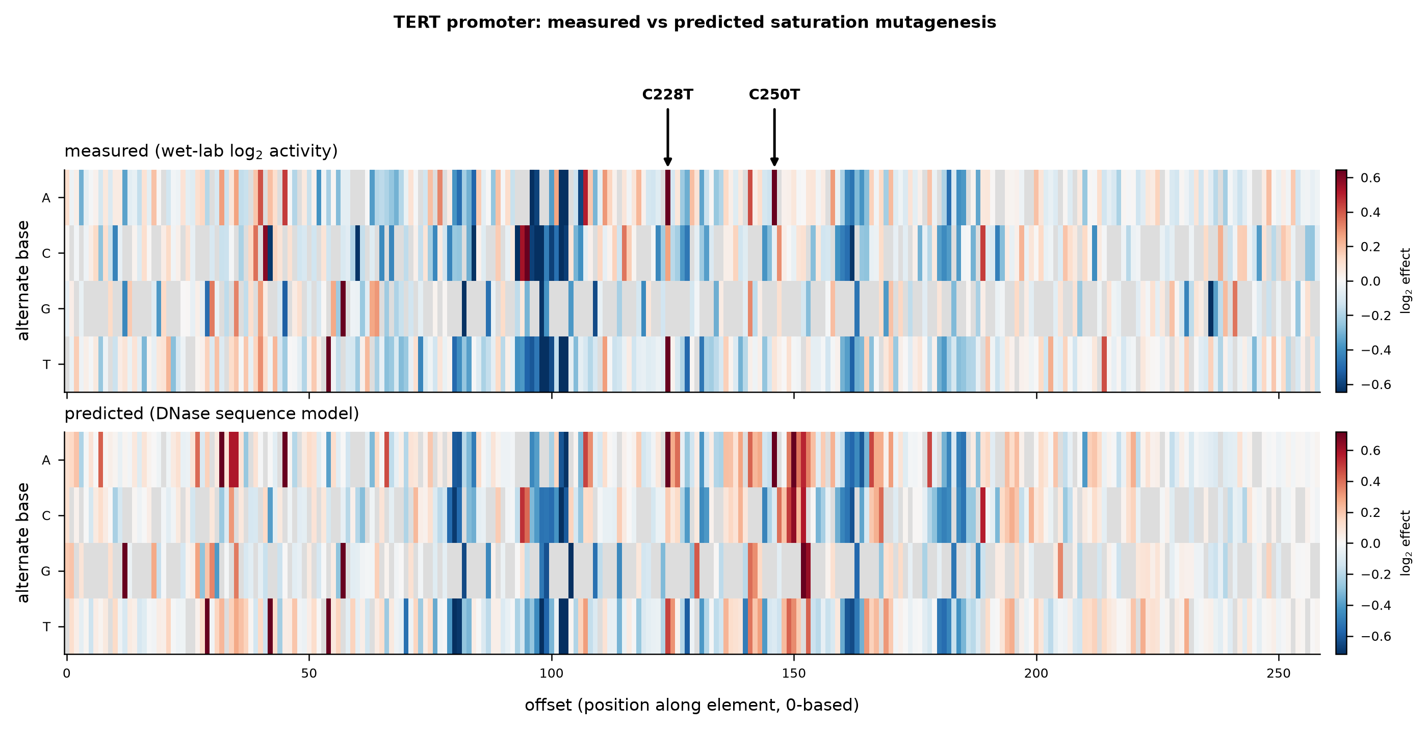 Twin measured and predicted saturation-mutagenesis heatmap of the TERT promoter